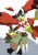 Size: 1416x2000 | Tagged: artist:mofumi corvus, digimon (species), falcomon, hawkmon, anthro, male, digimon, digital, safe, accessory, avian feet, avian legs, beak, blue eyes, claw fingers, claws, duo, featureless crotch, feet, flying, frowning, green eyes, headband, high-angle view, looking at partner, looking down, looking down at partner, open legs, sharp teeth, standing, tail feathers, talons, teeth, toes, toothed beak, winged arms, wings